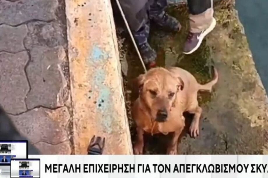 Σκύλος διάσωση