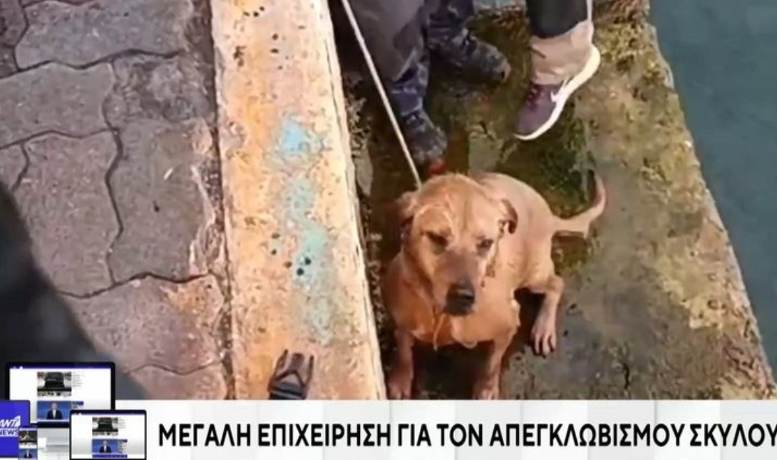 Σκύλος διάσωση