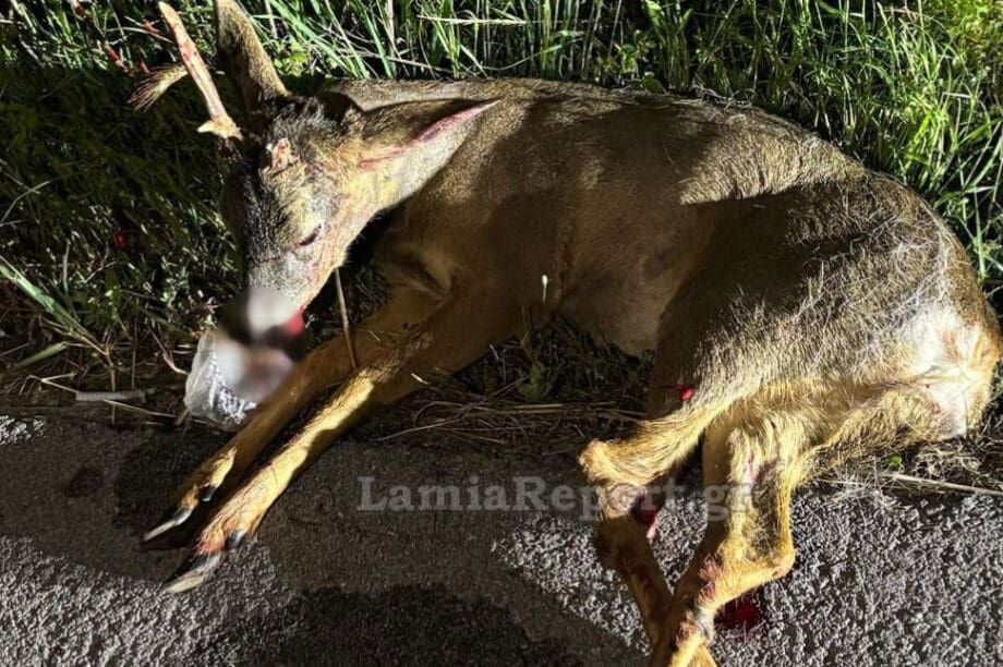 επιχείρηση διάσωσης ζαρκαδι