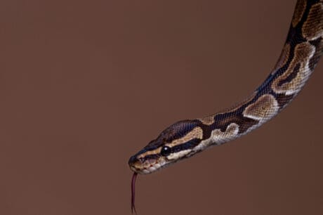Φίδι τουαλέτα ακρωτηριασμός πύθωνας