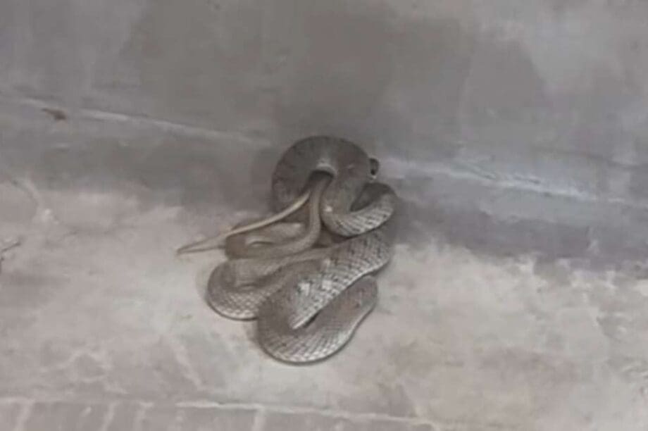 φίδι Θεσσαλονίκη