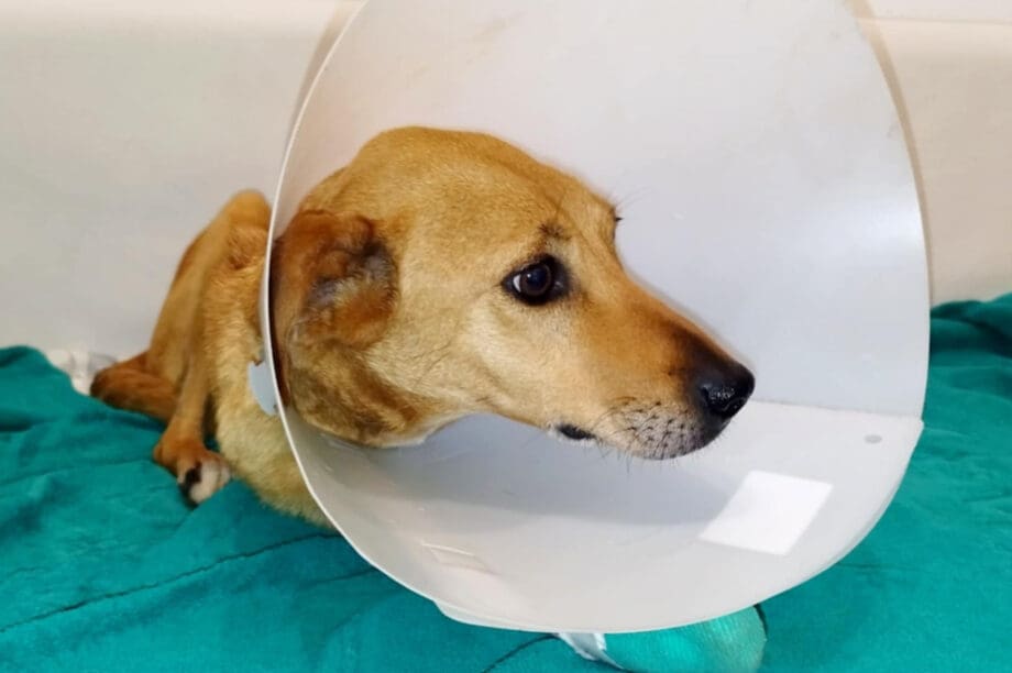 σκυλάκι Αρκαλοχώρι