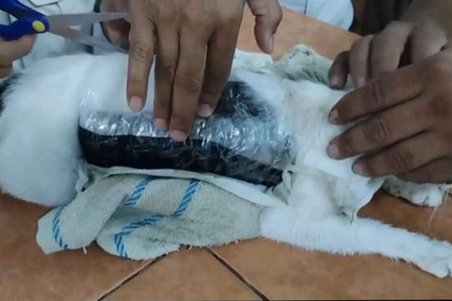 γάτα ναρκωτικά