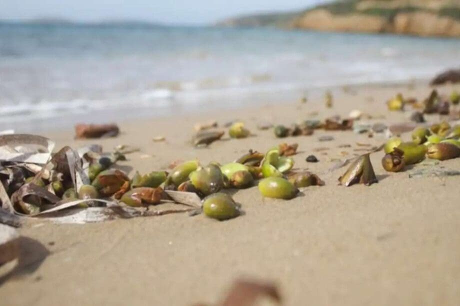 «καρποί Ποσειδωνίας»