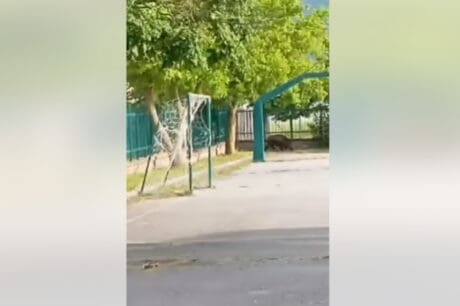 Αγριογούρουνο