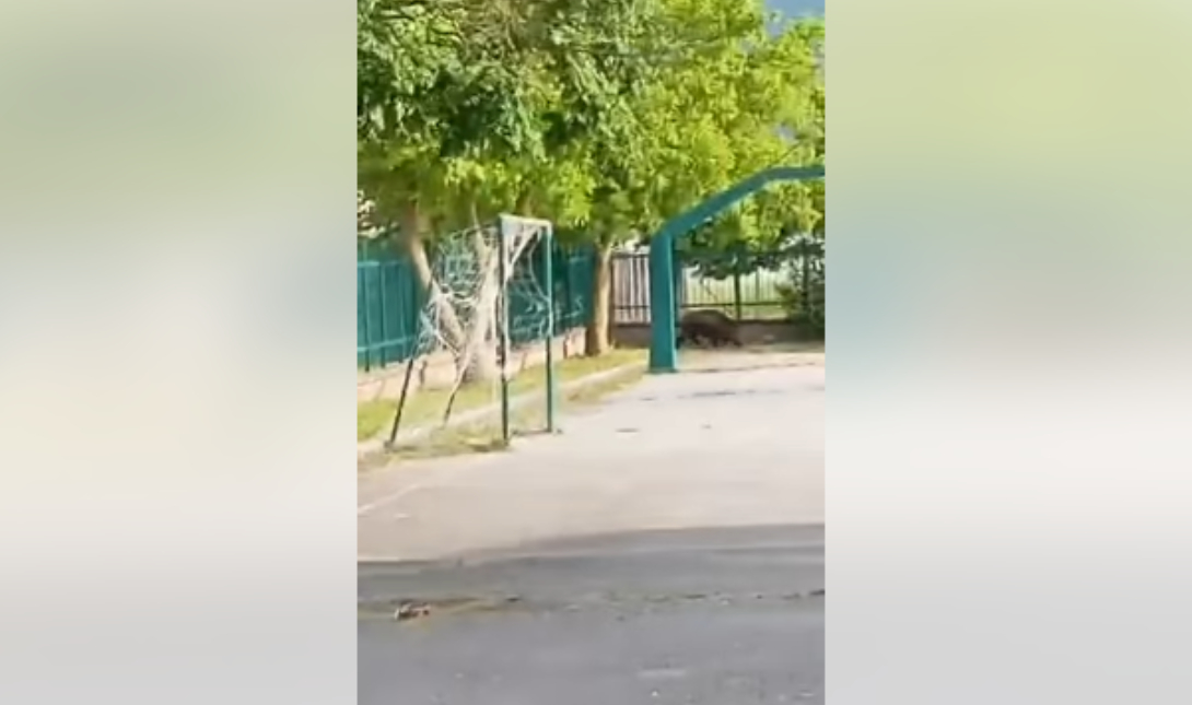 Αγριογούρουνο