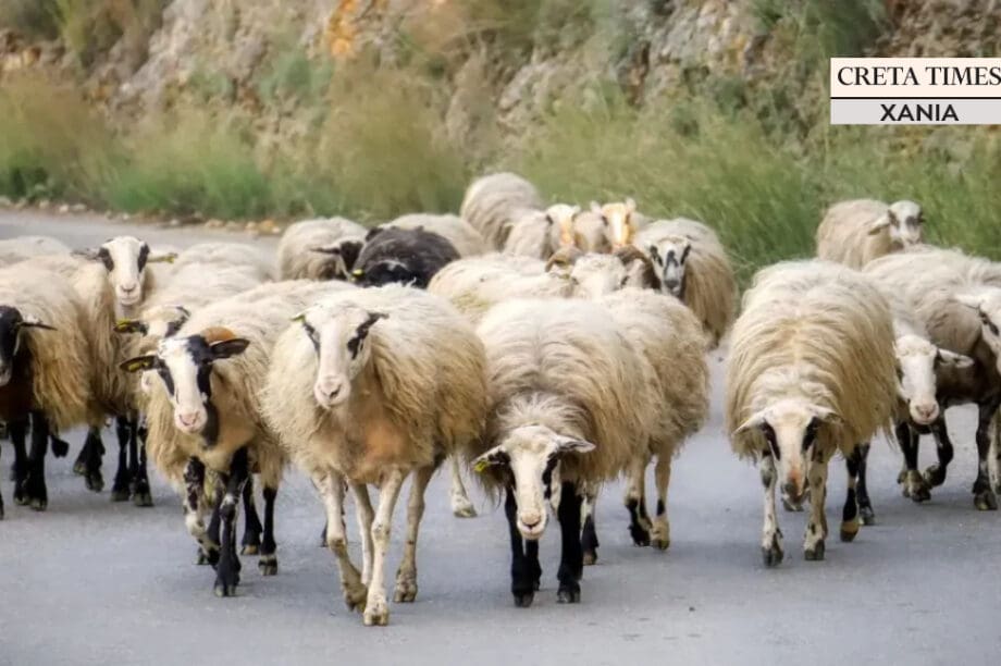 κτηνοτροφία πρόβατα ΧΑΝΙΑ