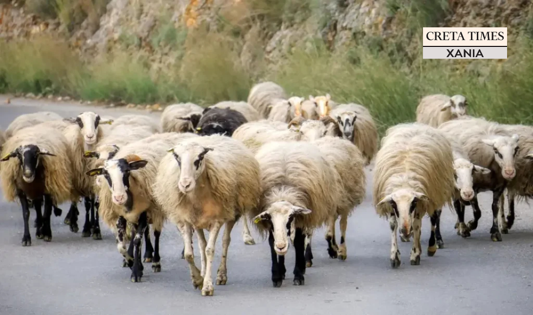 κτηνοτροφία πρόβατα ΧΑΝΙΑ