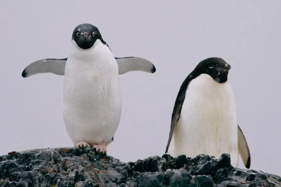 πιγκουίνοι