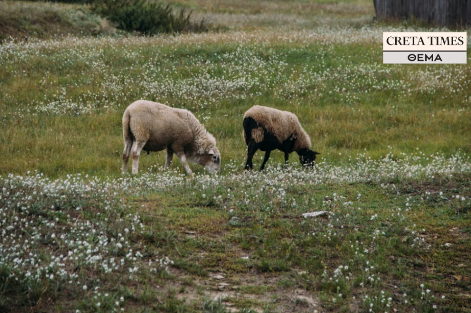 πρόβατα σκάνδαλο επιδοτήσεις ΟΠΕΚΕΠΕ