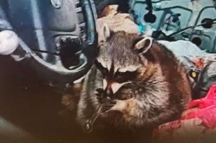 ρακούν ναρκωτικά