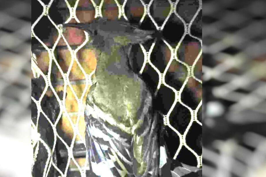 τσαλαπετεινό