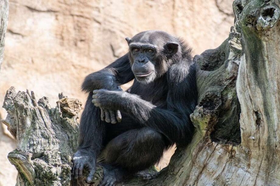 χιμπατζήδες