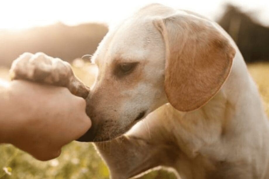 Δήμος Μαλεβιζίου Αδέσποτα