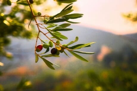 Στάσιμη η αγορά κρητικού ελαιόλαδου Ελαιόλαδο