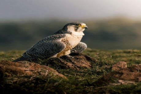 Falco peregrinus.
