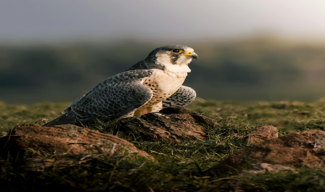 Falco peregrinus.