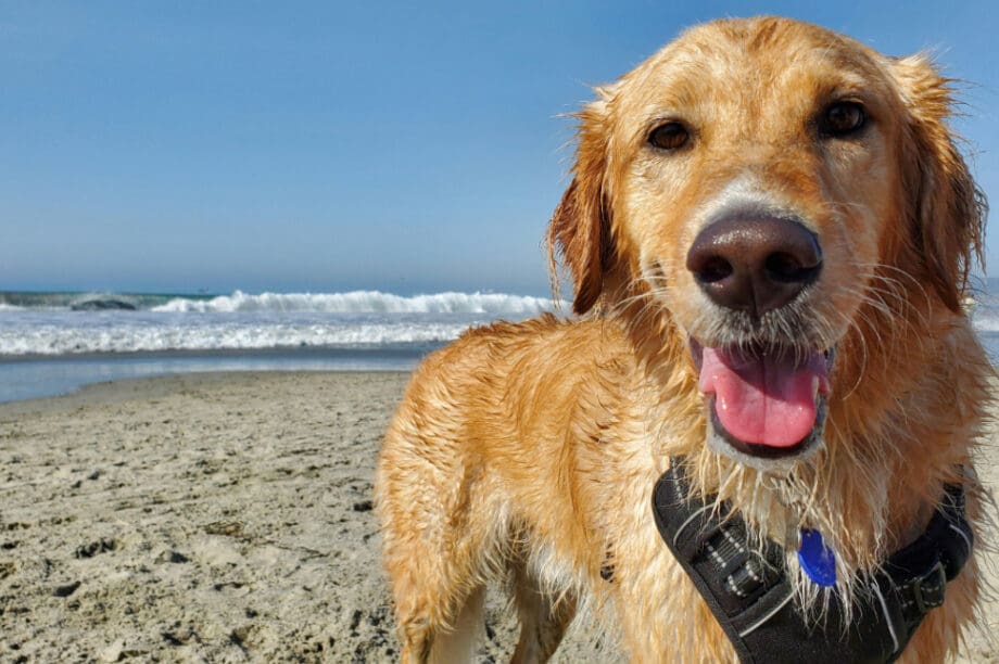 Σκύλος στην παραλία: Τι επιτρέπεται και τι απαγορεύεται