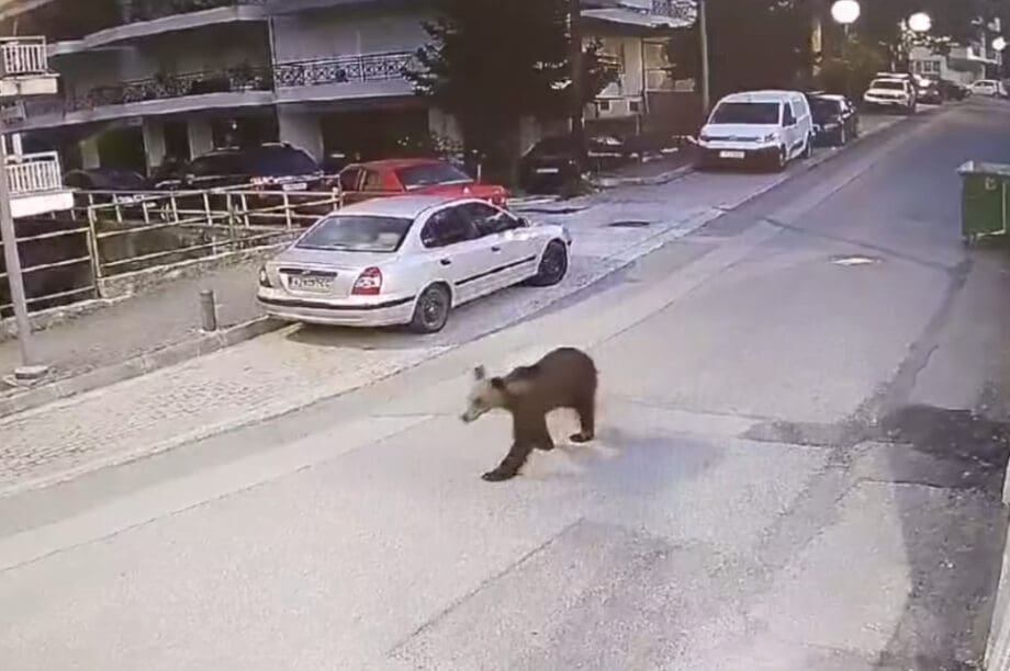 Αρκούδα