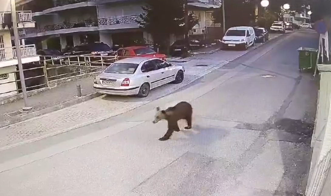 Αρκούδα