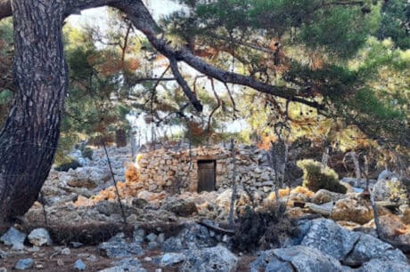 Ορειβατικός Σύλλογος Αγίου Νικολάου: Απογευματινή πεζοπορία στο ιστορικό δάσος του Κρούστα