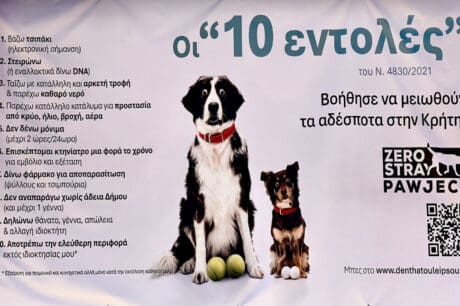 Δήμος Μαλεβιζίου στειρώσεις