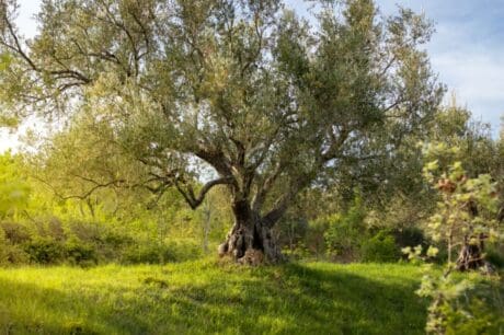ΠΑΣΟΚ: Κοινοβουλευτική παρέμβαση για το ελαιοκομικό μητρώο