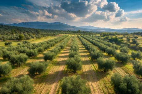 Περιφερειακή Ενότητα Χανίων: Η Διεύθυνση αγροτικής ανάπτυξης ενημερώνει σχετικά με το πρόγραμμα δακοκτονίας