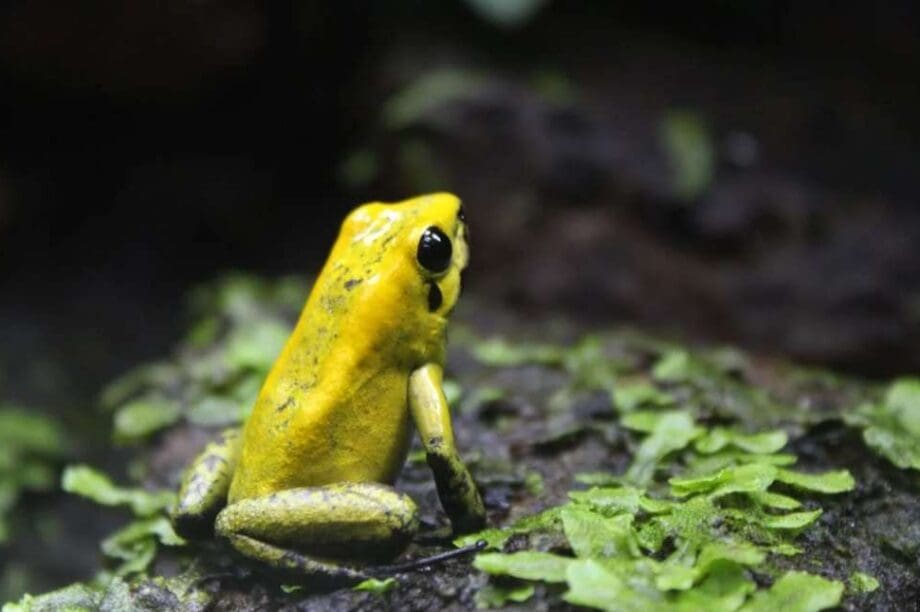 βατράχι βάτραχος
