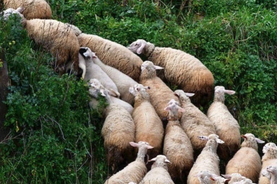 Σητεία: Προβληματισμένοι οι κάτοικοι με την ανεξέλεγκτη βόσκηση αιγοπροβάτων