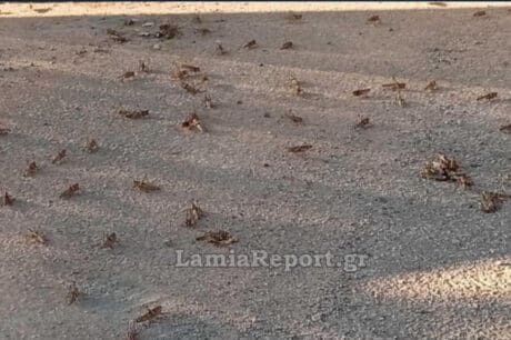 Λαμία ακρίδες