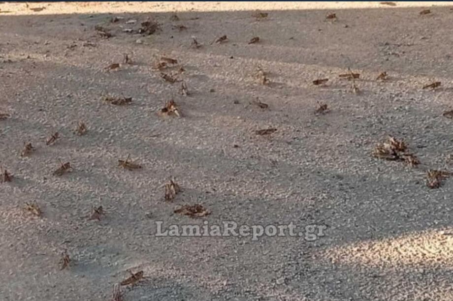 Λαμία ακρίδες