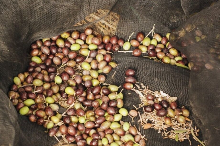 ελαιώνες-ελαιοπαραγωγοί