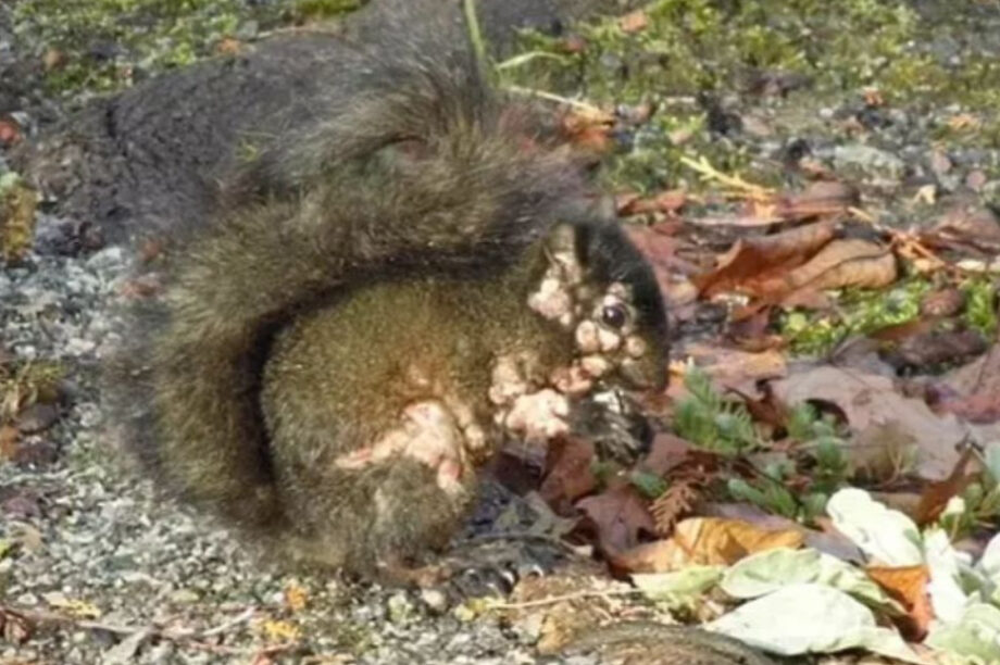 Συναγερμός στις ΗΠΑ για σκίουρους... ζόμπι - Ανατριχιαστικές εικόνες