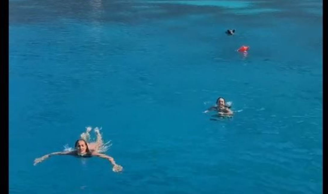 Γουρούνια κυνηγούν τουρίστριες μέσα στη θάλασσα