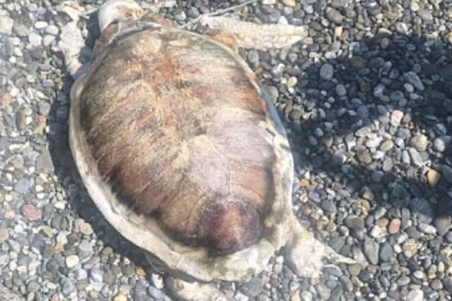 Νεκρή Χελώνα